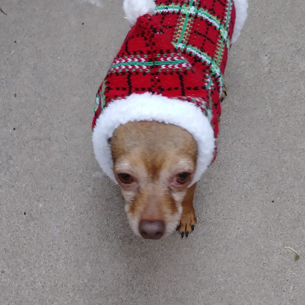 Meet your Posher, Suzie